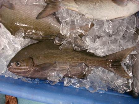 Chub fish Hilo